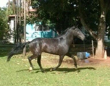 Lindos cavalos