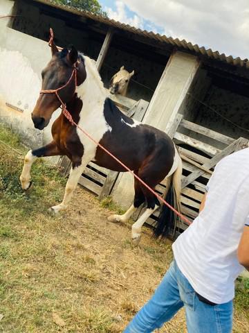 Manga Larga machador