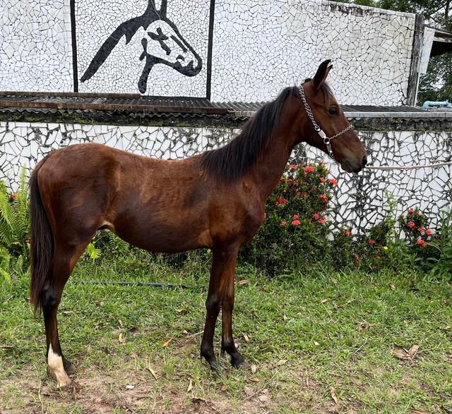 Poltro castanho lindo do haras feijó