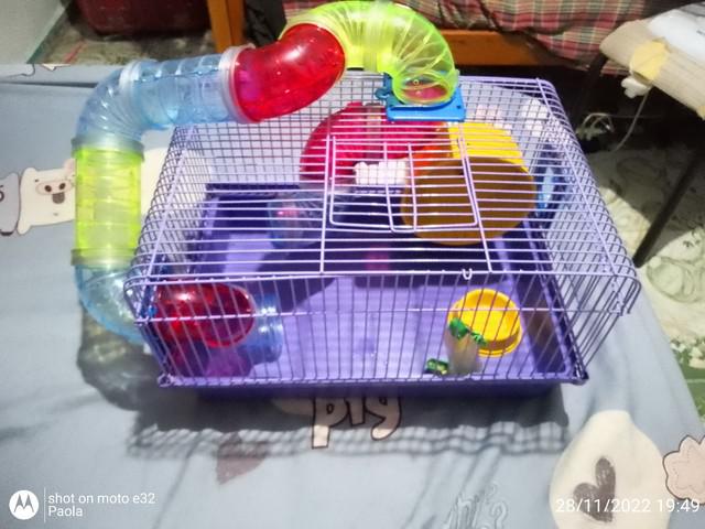 Vende-se appara hamster.