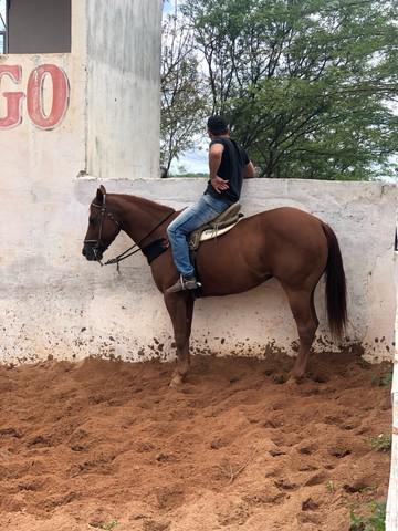 Vendo cavalo de direita manso.