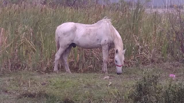 Vendo cavalo mangalarga