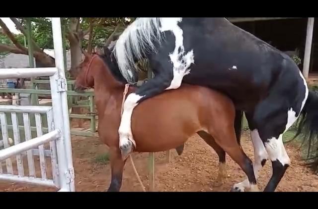 Gua cruzada com cavalo manga largar mozigoto