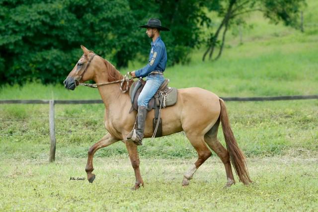 CAVALO MANGALARGA MARCHADOR