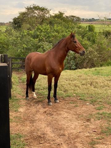 Cavalo mangalarga marchador, registrado ®?