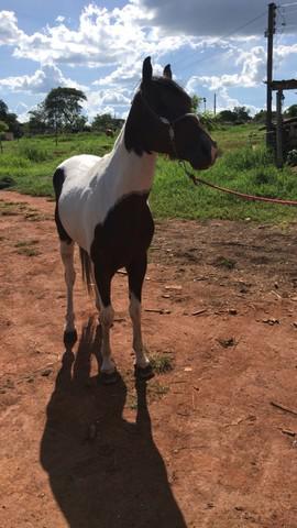 Cavalo Pent horse castrado