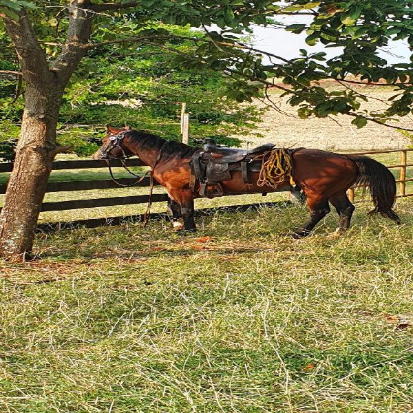 Cavalo quarto de milha