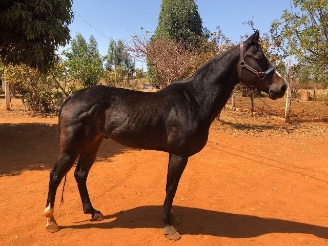 Cavalo Quarto de Milha para Vaquejada