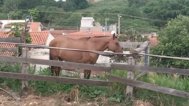 Cavalo da raça campolina da pelagem baia muito manso.