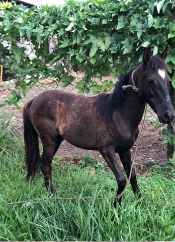 Cavalo mestiço