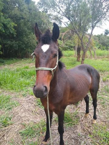 Cavalo ótimo preço