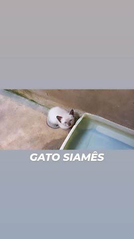 Gato siamês