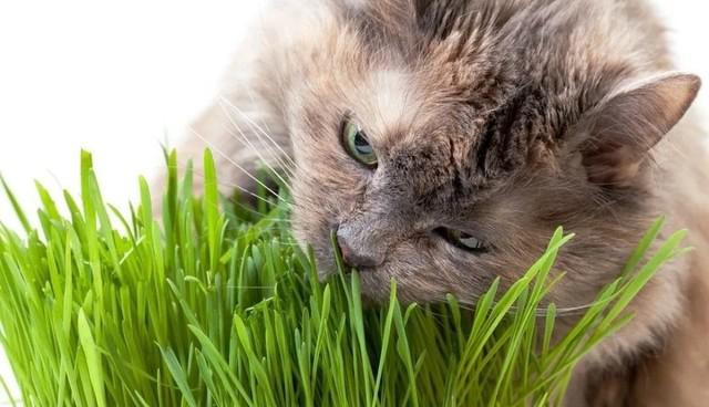 Graminha ipet green digestive grass para gatos 50g