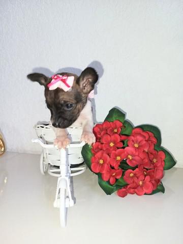 Promoção!!!pinscher fêmea mini