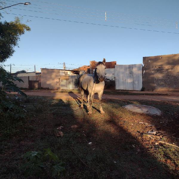 Cavalo manso de sela