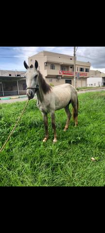 Cavalo piquira