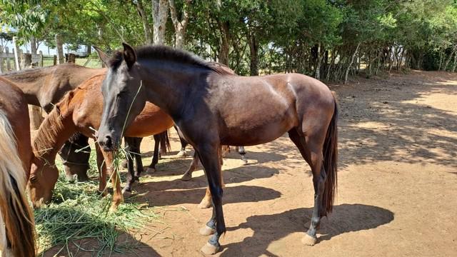 Potras mangalarga marchador puras, diversas pelagens e