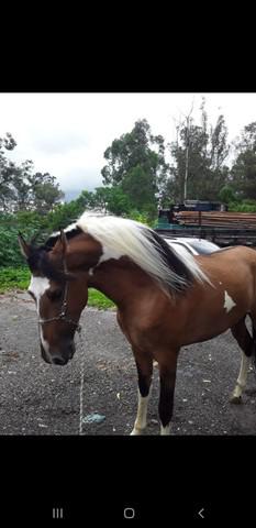 Vende se Cavalo campolina machador