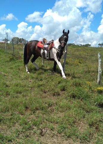 Vendo cavalo mangalarga marchador!