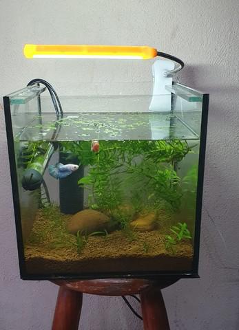 Aquário 15l completo.