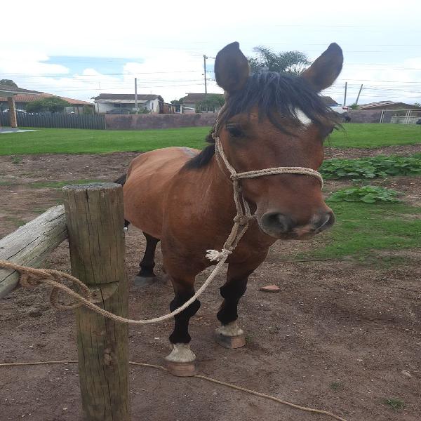 CAVALO CRIOULO CUIUDO