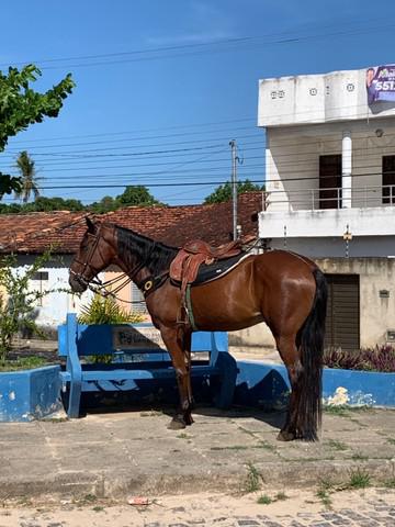 Cavalo Bom e ligeiro