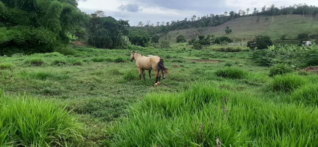 Cavalo Crioulo