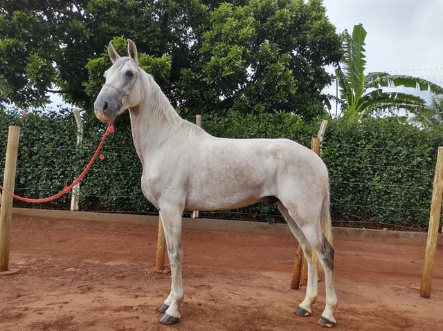 Cavalo mangalarga marchador