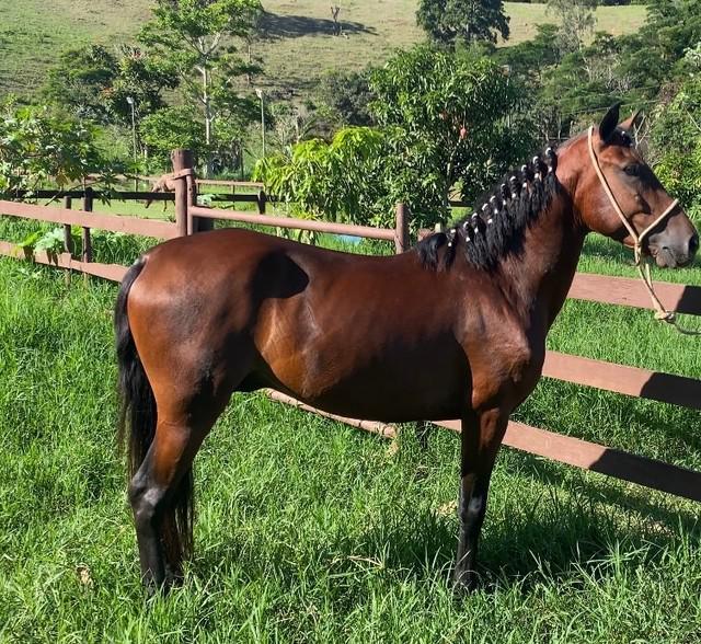 Cavalo de prova