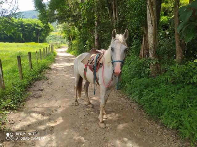 Cavalo manso