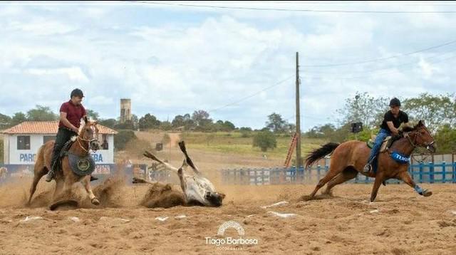 Cavalo manso de direita