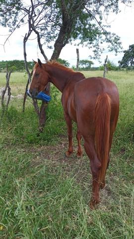 Egua mestiça de quarto de milha