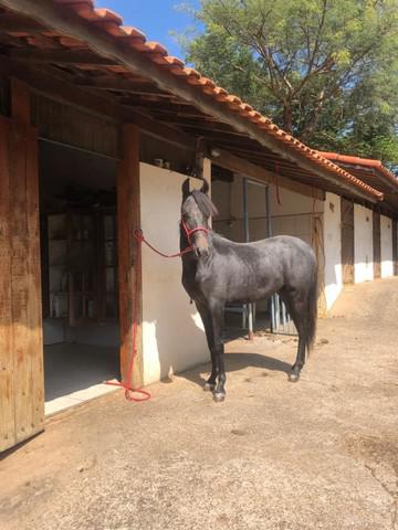 Potro mangalarga marchador, registrado