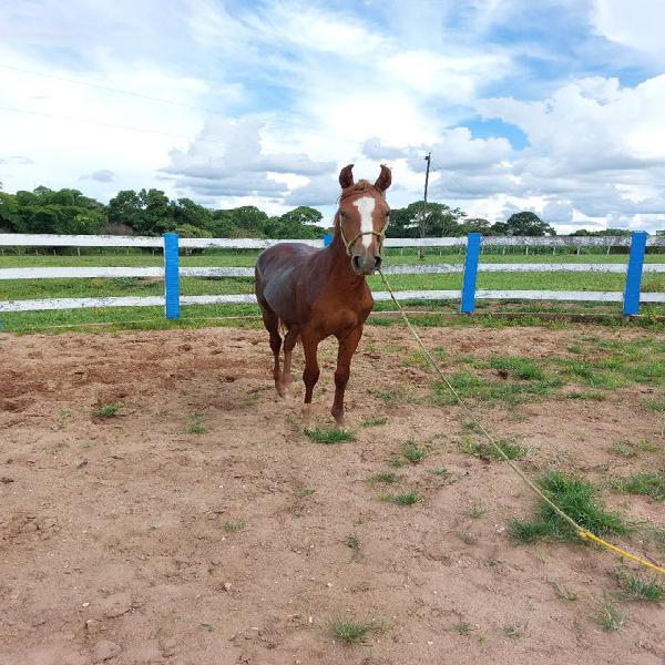 Potro mangalarga marchador registrado