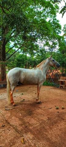 Vendo égua mangalarga marchador