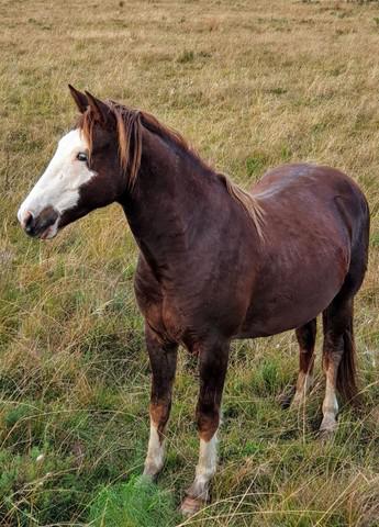 Cavalo crioulo de patrão para laço