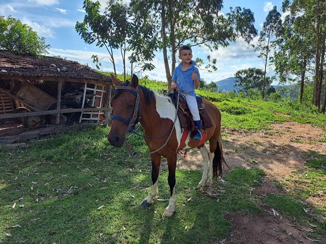 Cavalo marcha picada