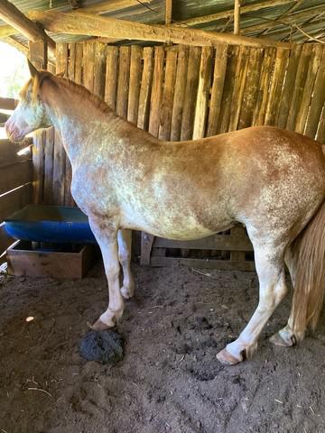 Cavalo Crioulo Oveiro Tostado