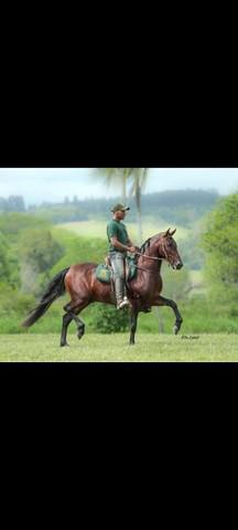 Cavalo mangalarga marchador