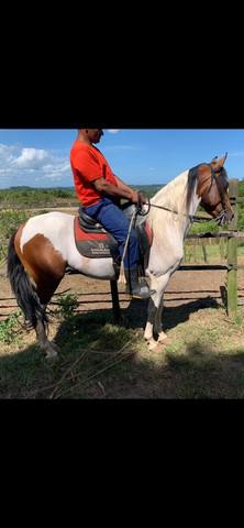 Cavalo mangalarga marchador registrado definitivo