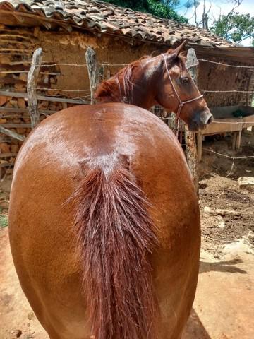 Cavalo marcha picada