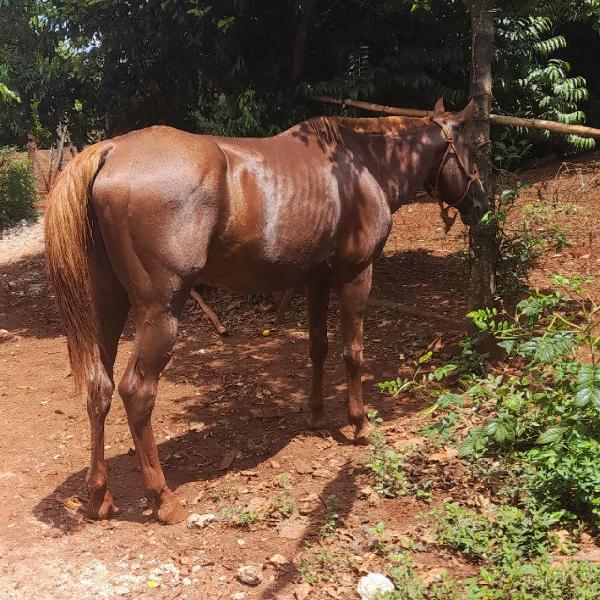 Cavalo quarto de milha