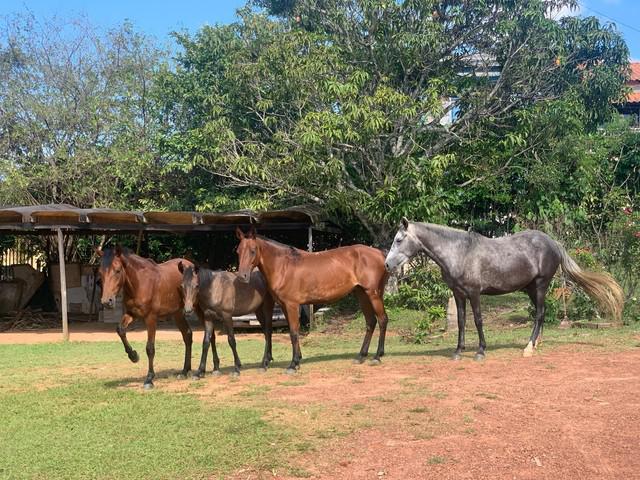 Cavalos, éguas, potros mangalarga marchador à venda!