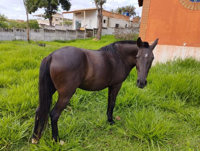 Egua piquira luxo 5 anos.