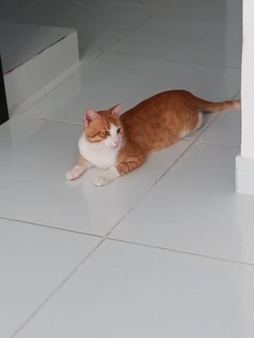 Gatinho docil para adoção