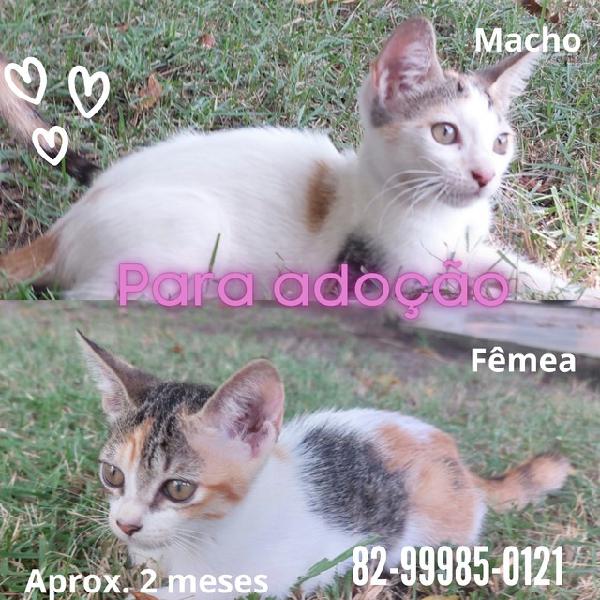 Gatinhos filhotes para adoção