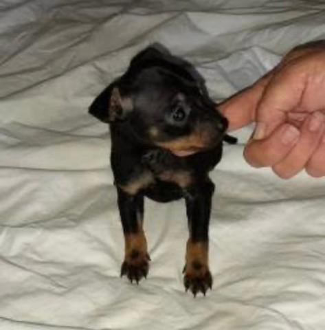 Pinscher miniatura pronta a entrega