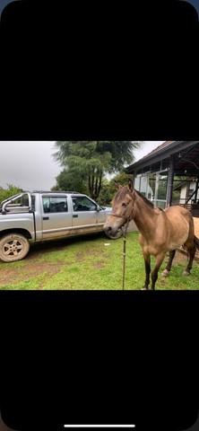 Vendo égua baia