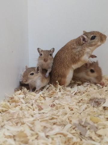 esquilos da monglia / gerbil