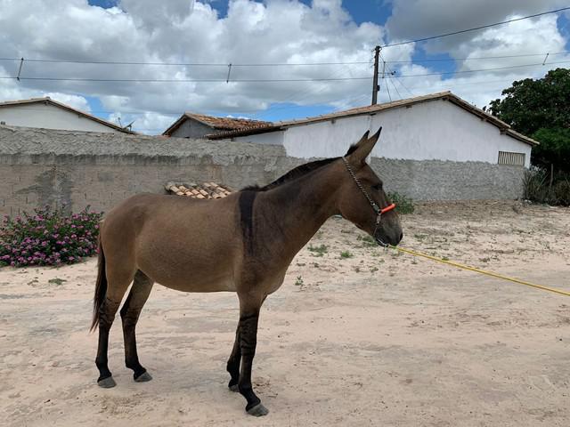 Burro manso,novo,bonito e barato.